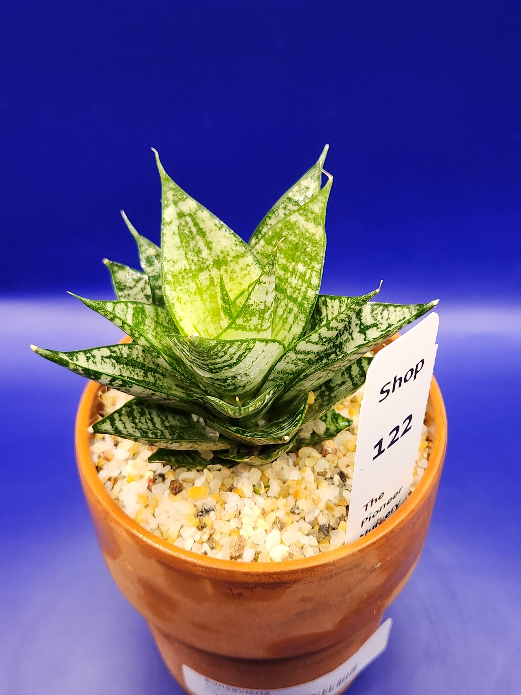 Sansevieria ehrendel