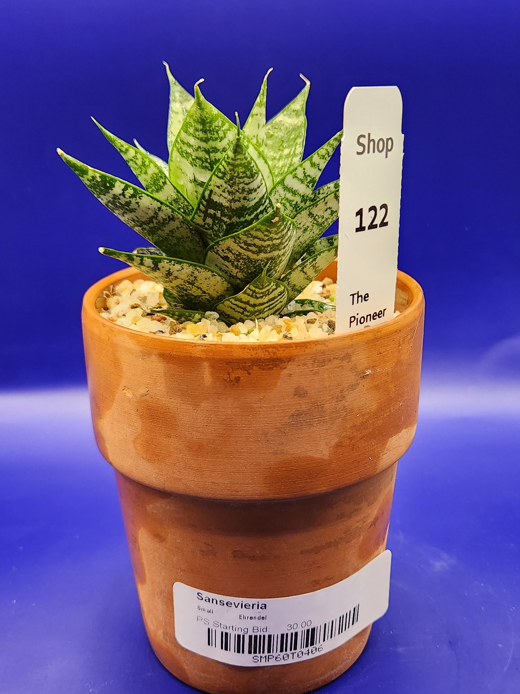 Sansevieria ehrendel