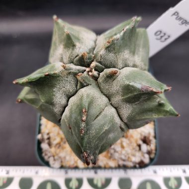 pn-2026-000087-01-Okq8ebK4xR-normalized Astrophytum myriostigma