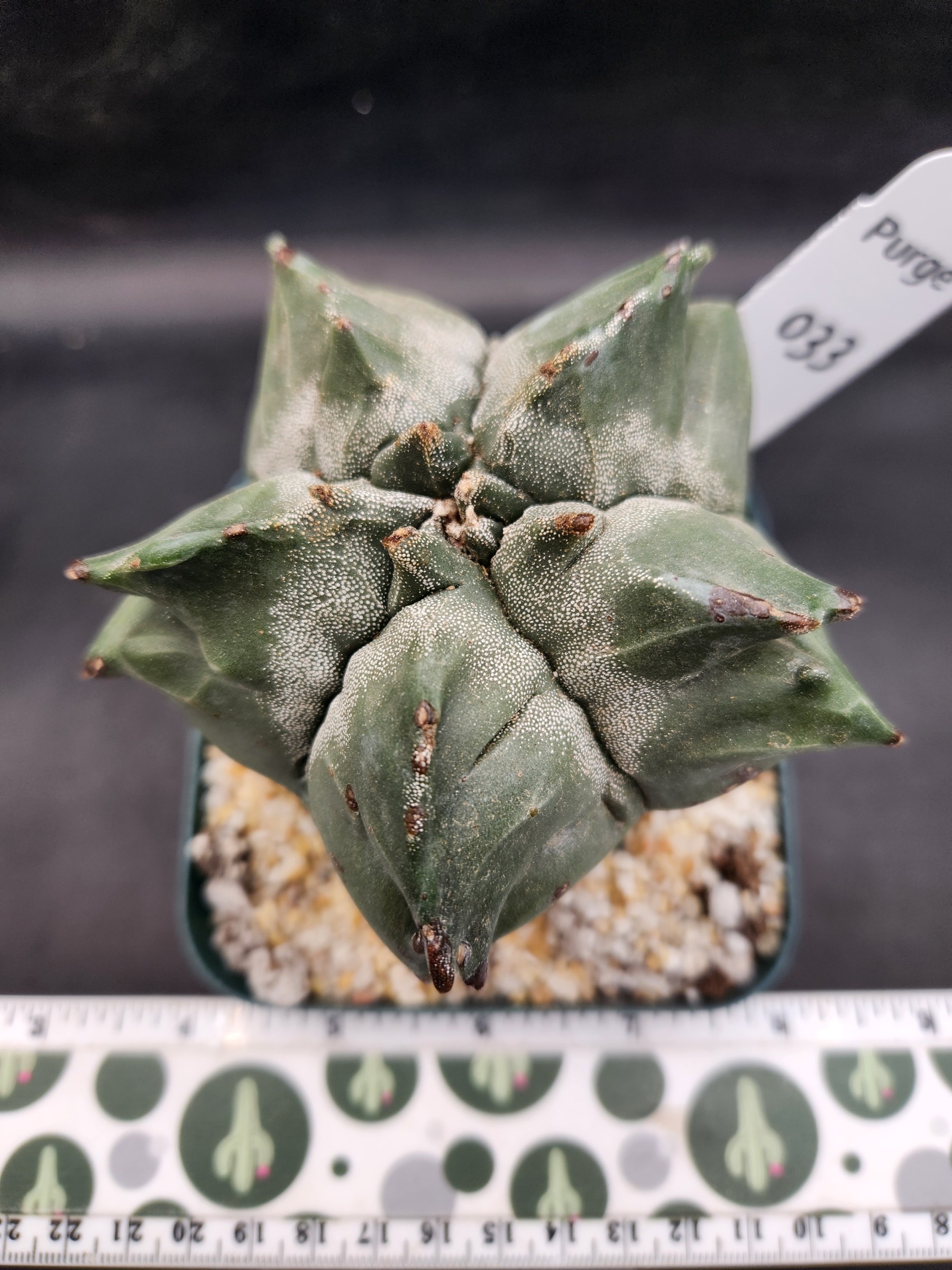Astrophytum myriostigma