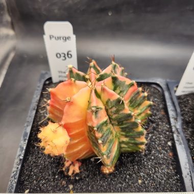 pn-2026-000088-01-mPAQjJAxlq-normalized-4 Large gymnocalycium Variegated