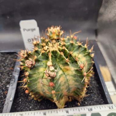 pn-2026-000089-01-OgQOTSZYxI-normalized Large gymnocalycium Variegated