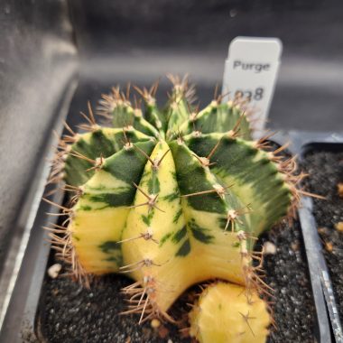 pn-2026-000090-01-rIubrAP4bh-normalized Large gymnocalycium Variegated