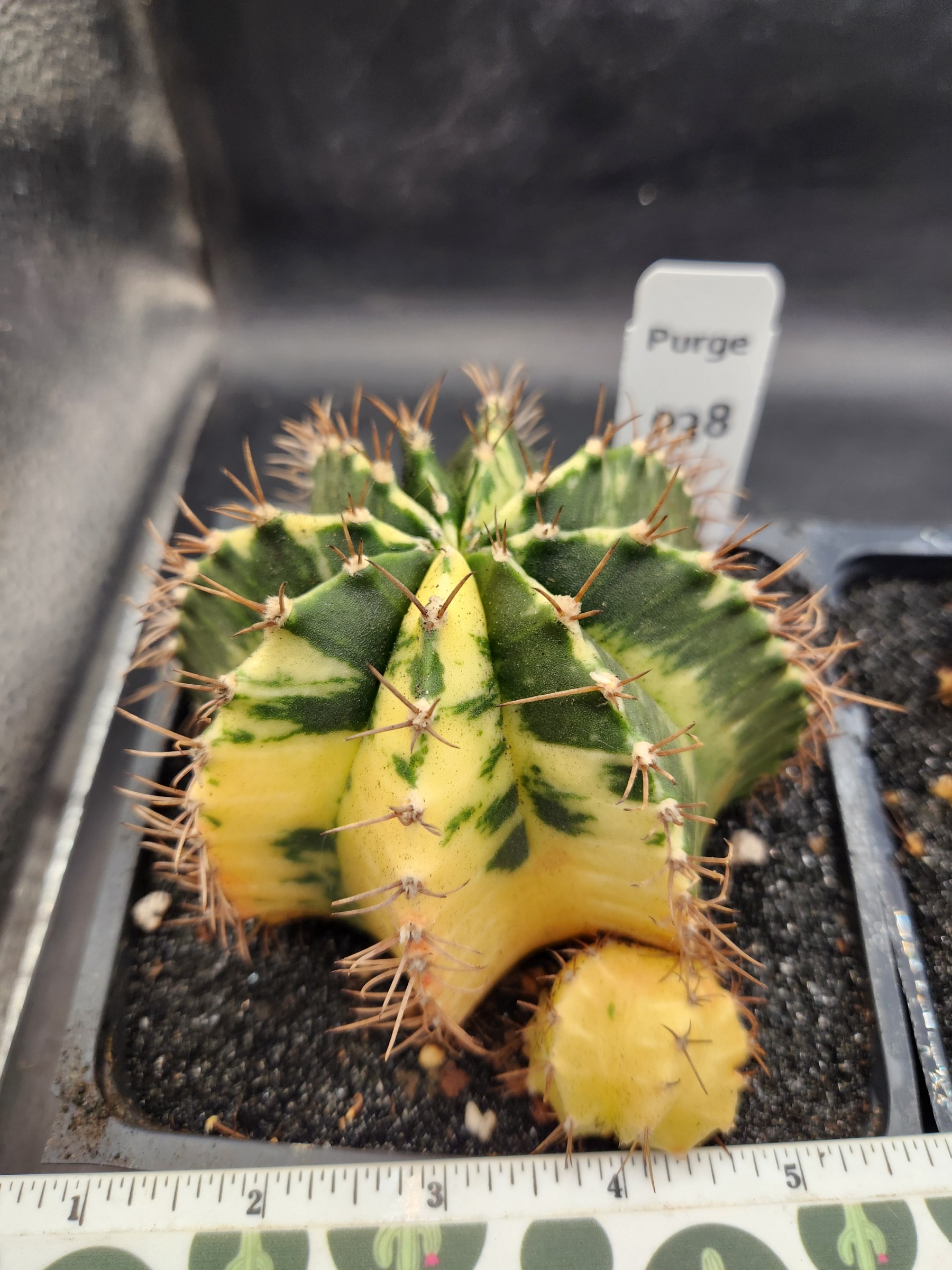 Large gymnocalycium Variegated