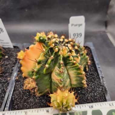 pn-2026-000091-01-9UR4FobGjR-normalized Large gymnocalycium Variegated