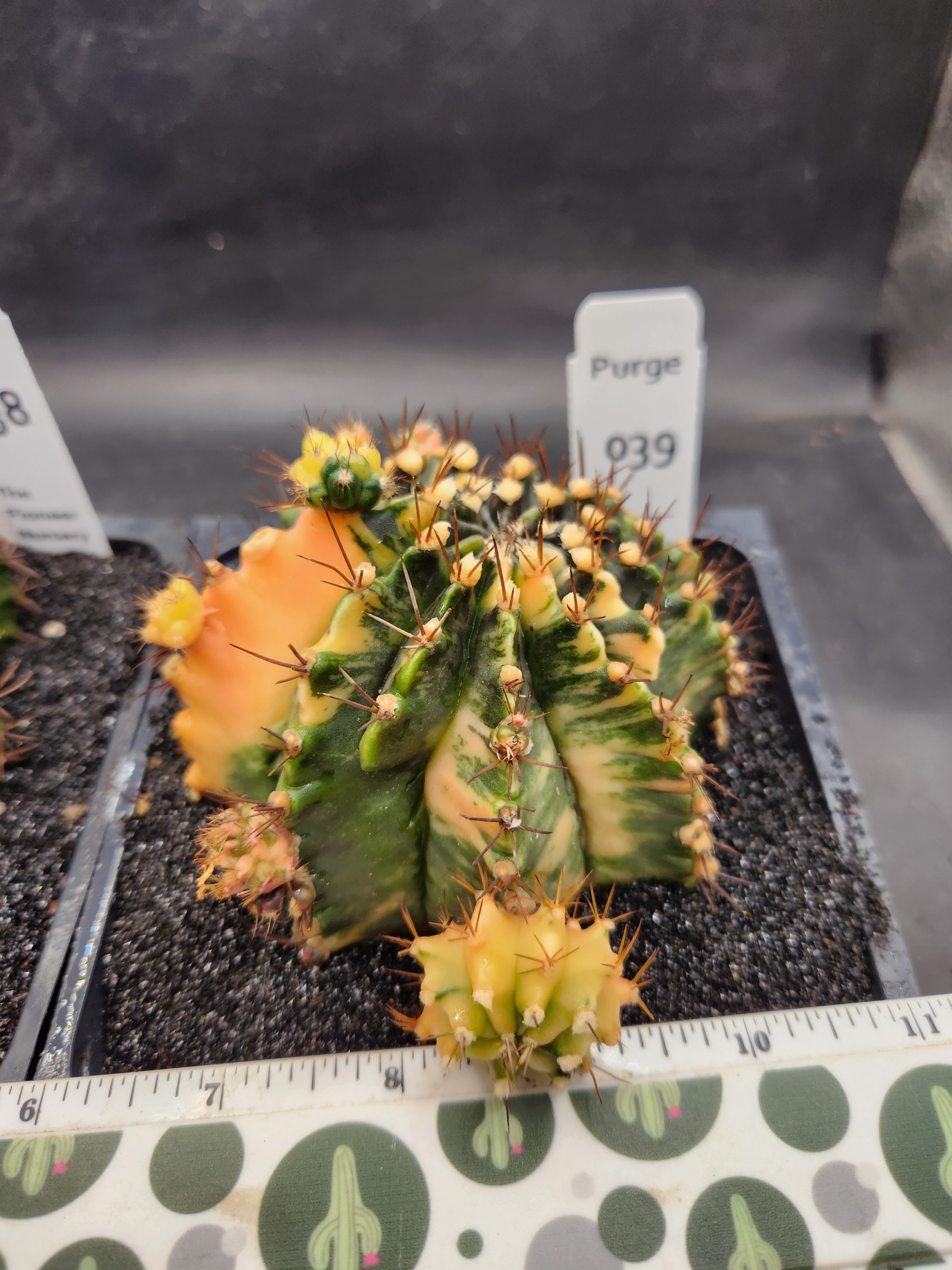 Large gymnocalycium Variegated