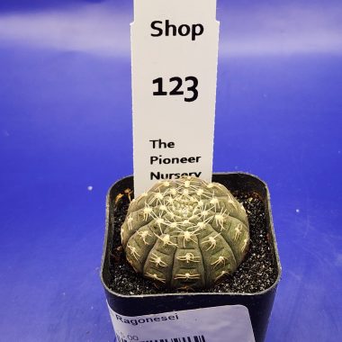 pn-2026-000148-01-81NlFS2reB-normalized Gymnocalyicum ragonesei