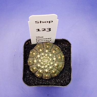 Gymnocalyicum ragonesei