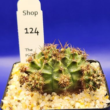 pn-2026-000149-01-abg9pG3YhF-normalized Gymnocalycium mihanovichii
