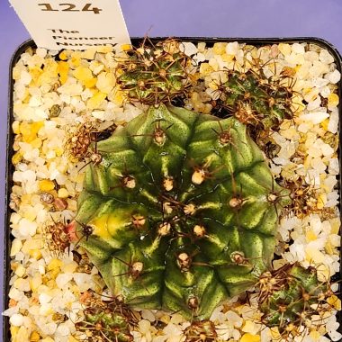 Gymnocalycium mihanovichii