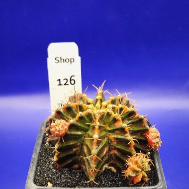 pn-2026-000150-01-Rg7npyOTae-normalized Gymnocalycium mihanovichii