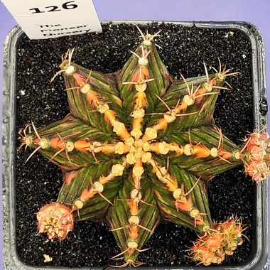 Gymnocalycium mihanovichii