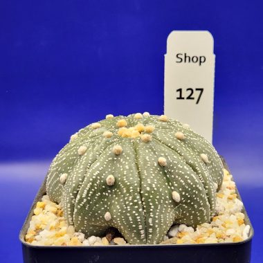 pn-2026-000151-01-dOE7IdSBky-normalized Astrophytum asterias
