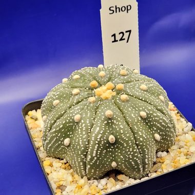Astrophytum asterias
