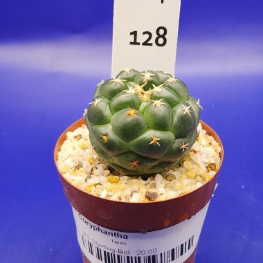 Coryphantha elephantidens 'Tanshi'