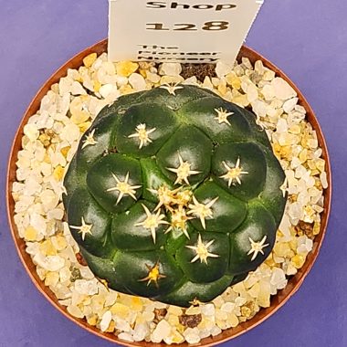 pn-2026-000152-02-3vKrdYdWud-normalized Coryphantha elephantidens 'Tanshi'