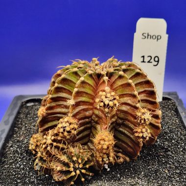 pn-2026-000153-01-n6D7NzBL0h-normalized Gymnocalycium mihanovichii