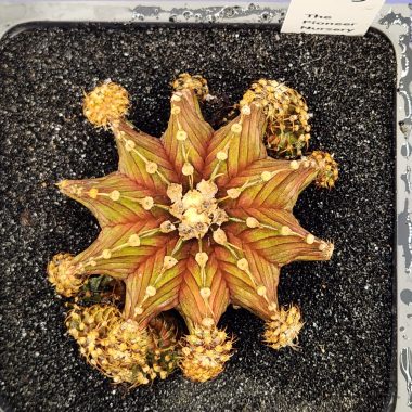 Gymnocalycium mihanovichii