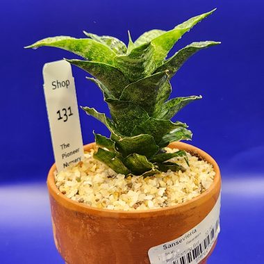 Sanseveria mahanakon