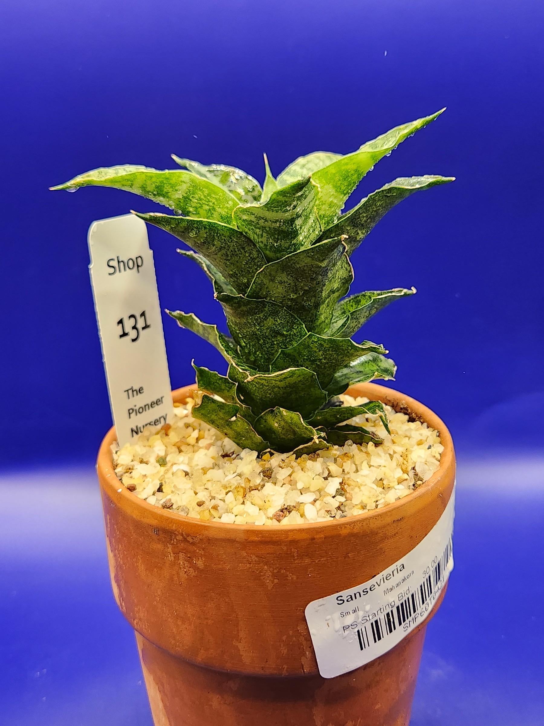 Sanseveria mahanakon