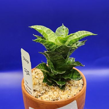 pn-2026-000154-02-JrcYfJDzDP-normalized Sanseveria mahanakon