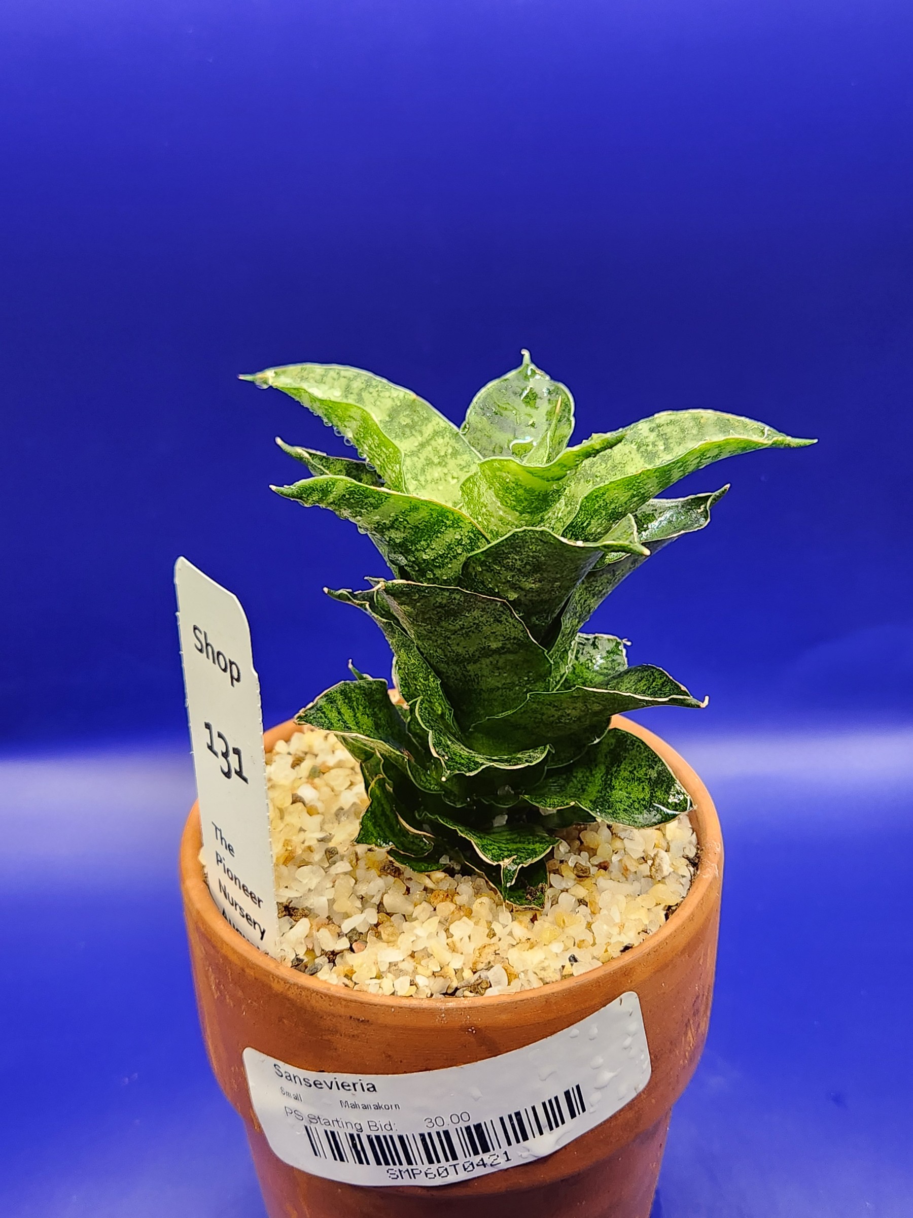 Sanseveria mahanakon