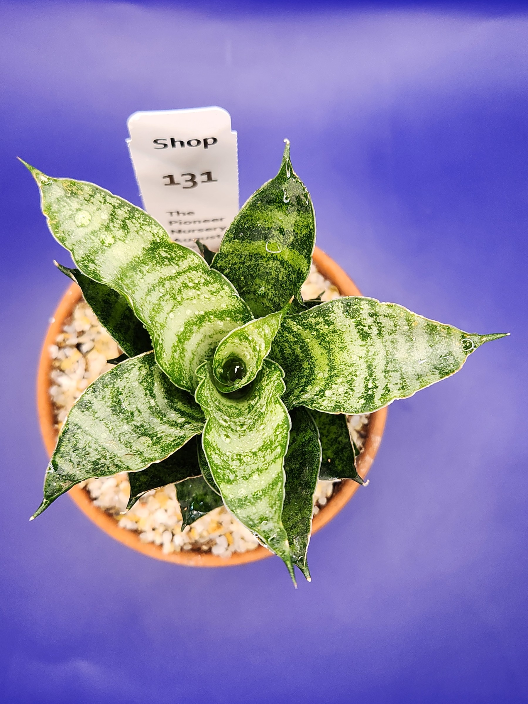 Sanseveria mahanakon