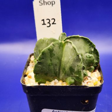 pn-2026-000155-01-atoOpRBN7l-normalized Astrophytum myriostigma Fukuryu
