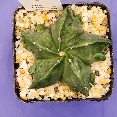 Astrophytum myriostigma Fukuryu