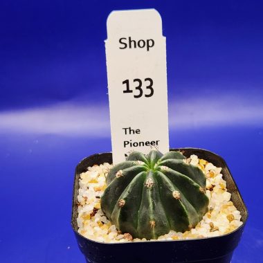 pn-2026-000156-01-KNad5x16iF-normalized-4 Melocactus curvispinus