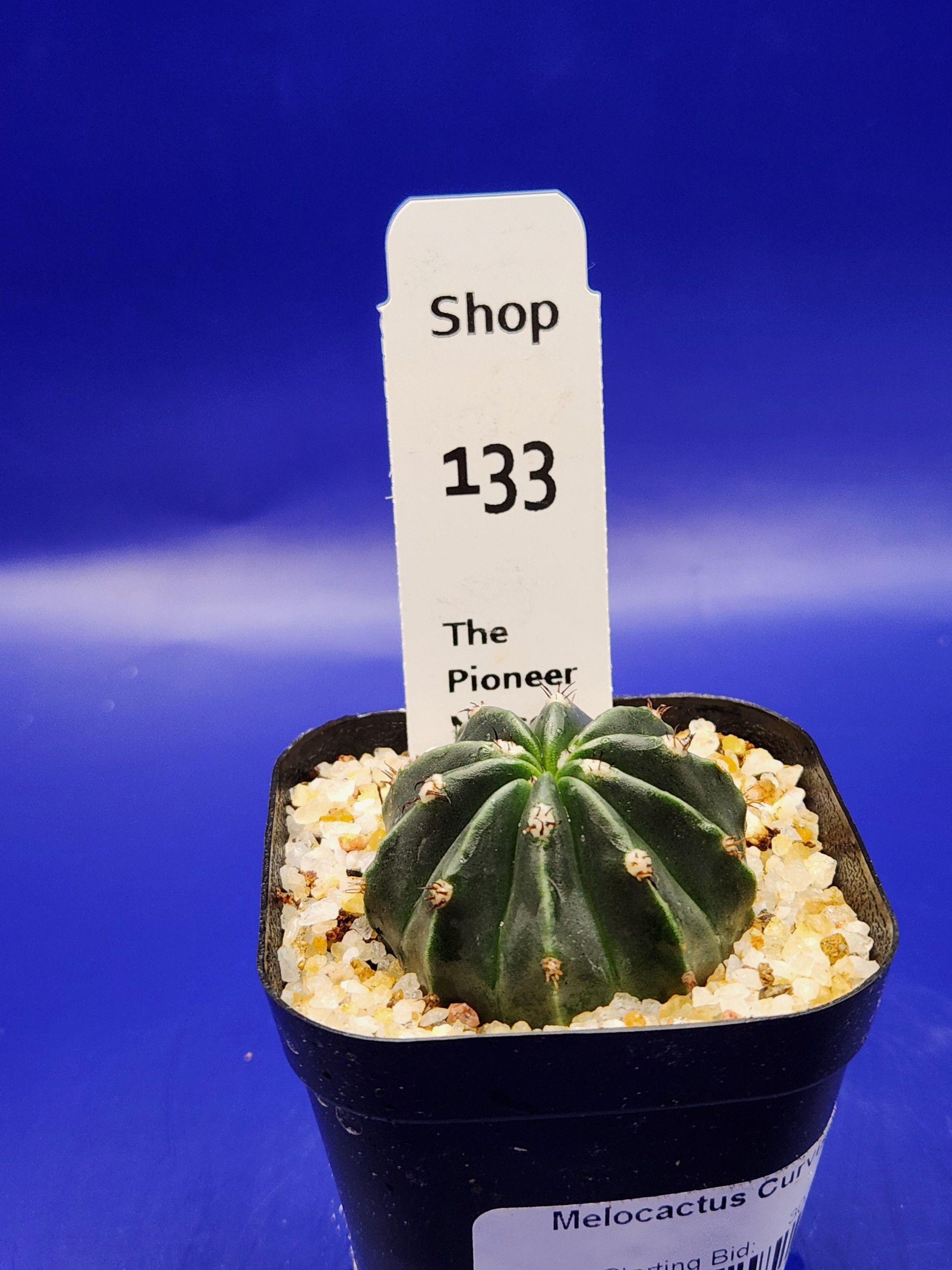 Melocactus curvispinus