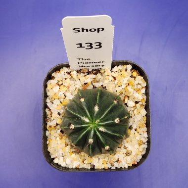 Melocactus curvispinus