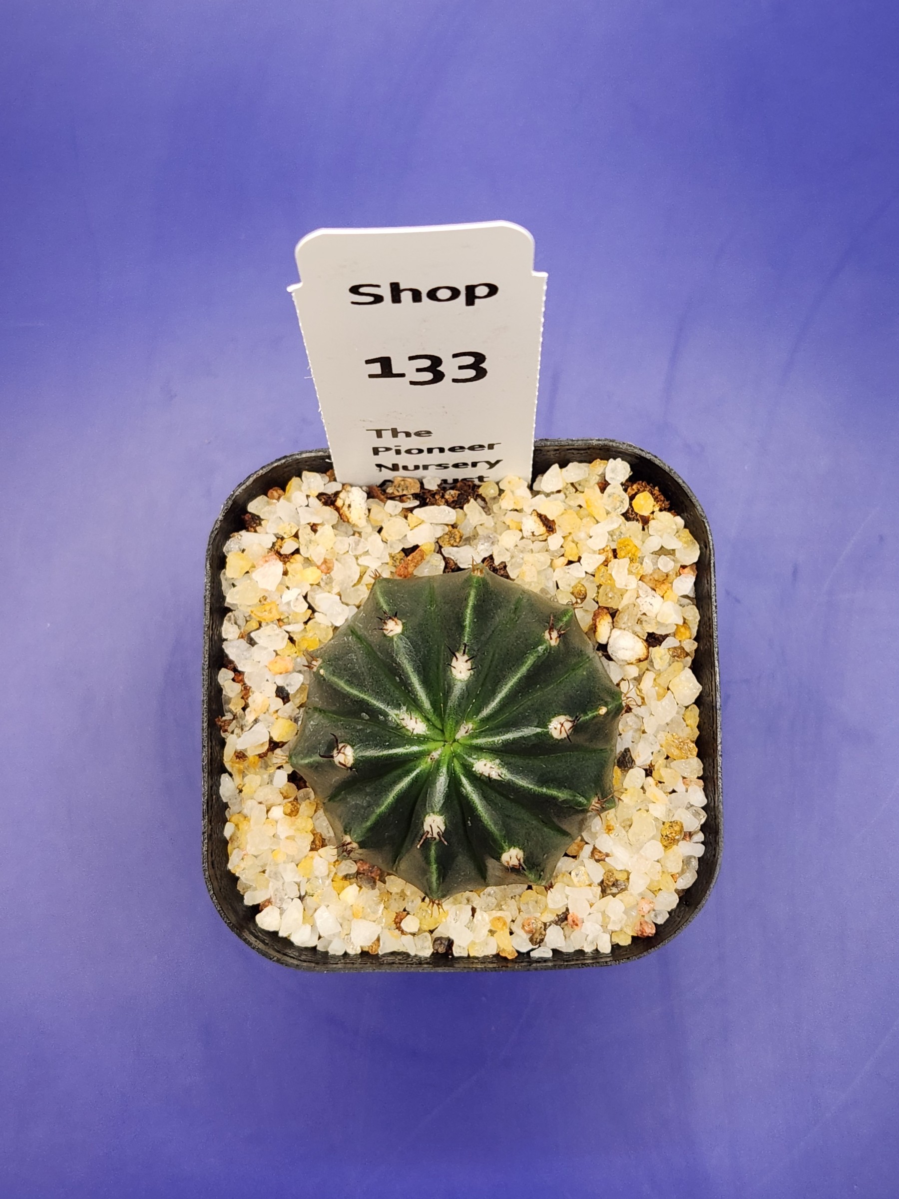 Melocactus curvispinus