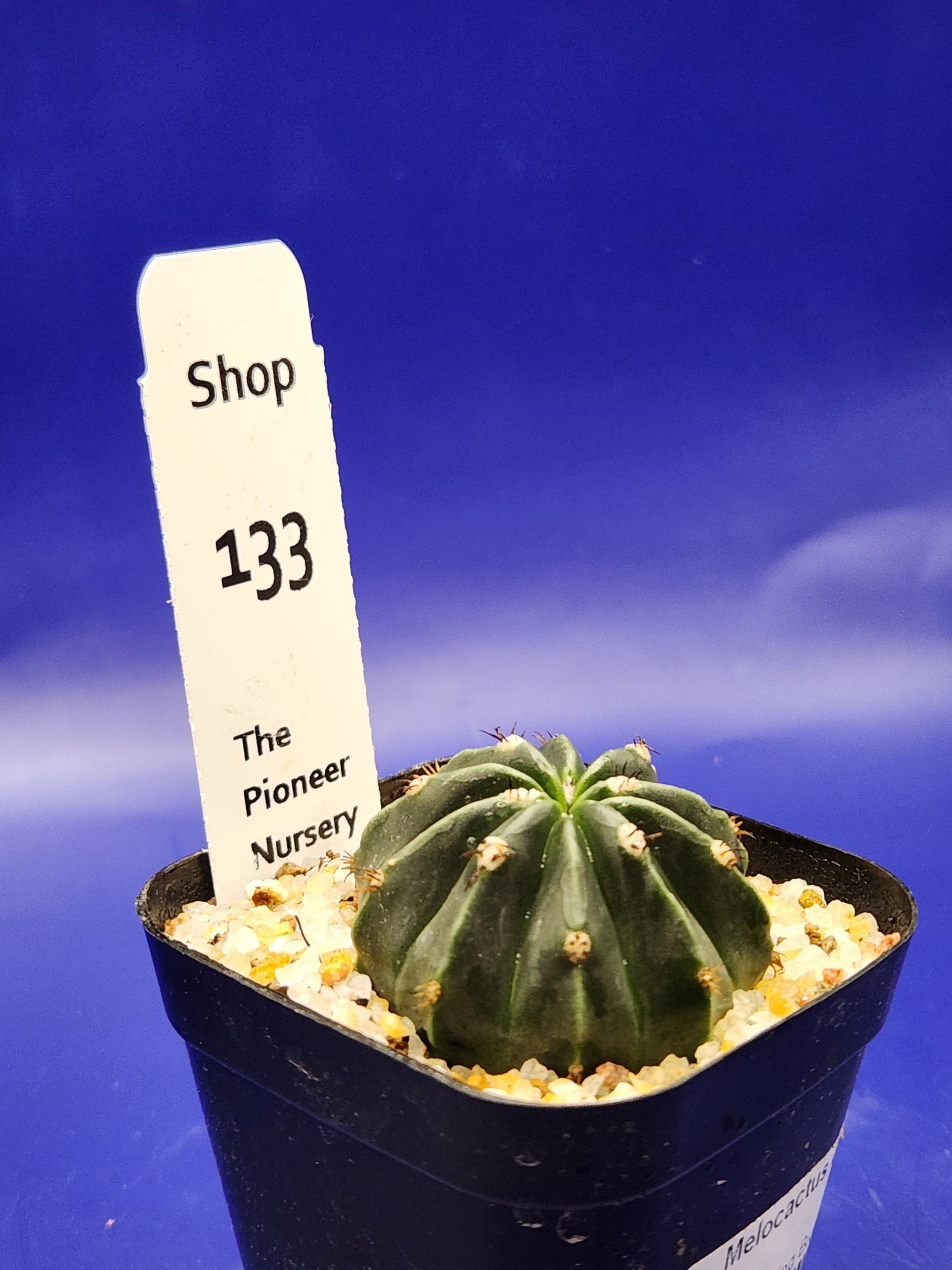 Melocactus curvispinus