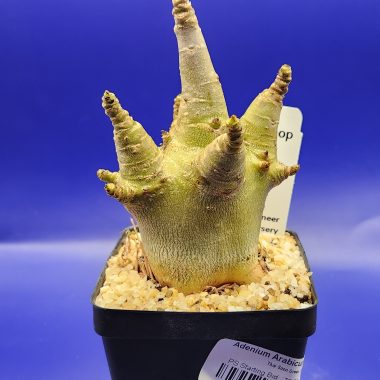 pn-2026-000157-01-RYEWyhajfx-normalized-3 Adenium arabicum 'Thai Soco' Green Skin
