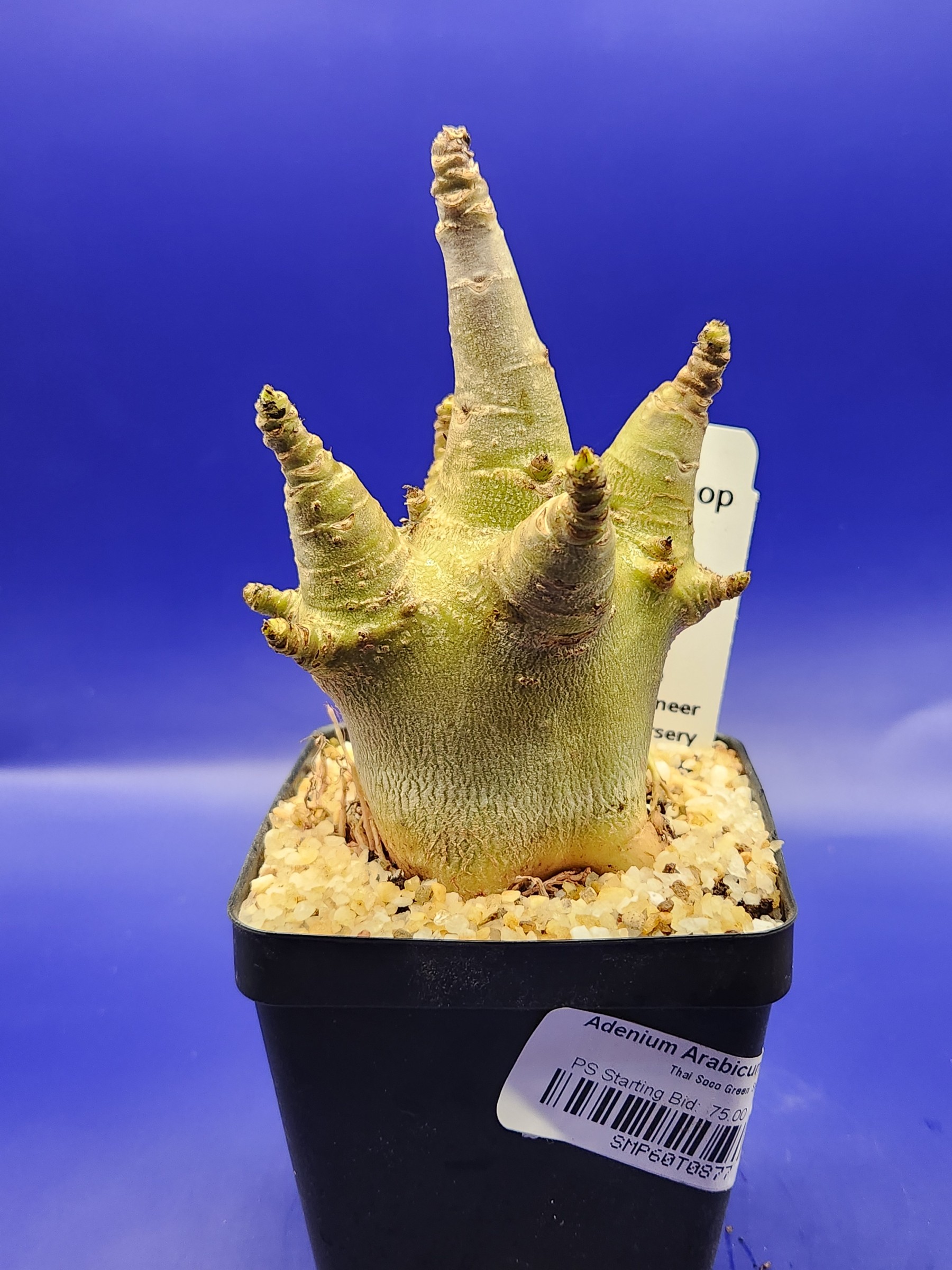 Adenium arabicum 'Thai Soco' Green Skin
