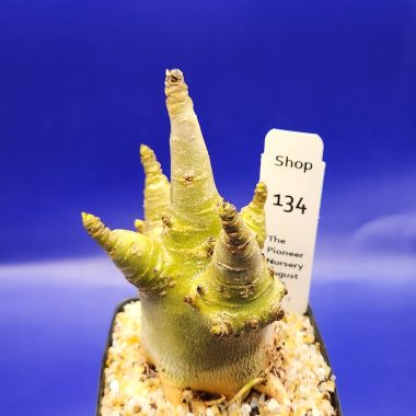 Adenium arabicum 'Thai Soco' Green Skin