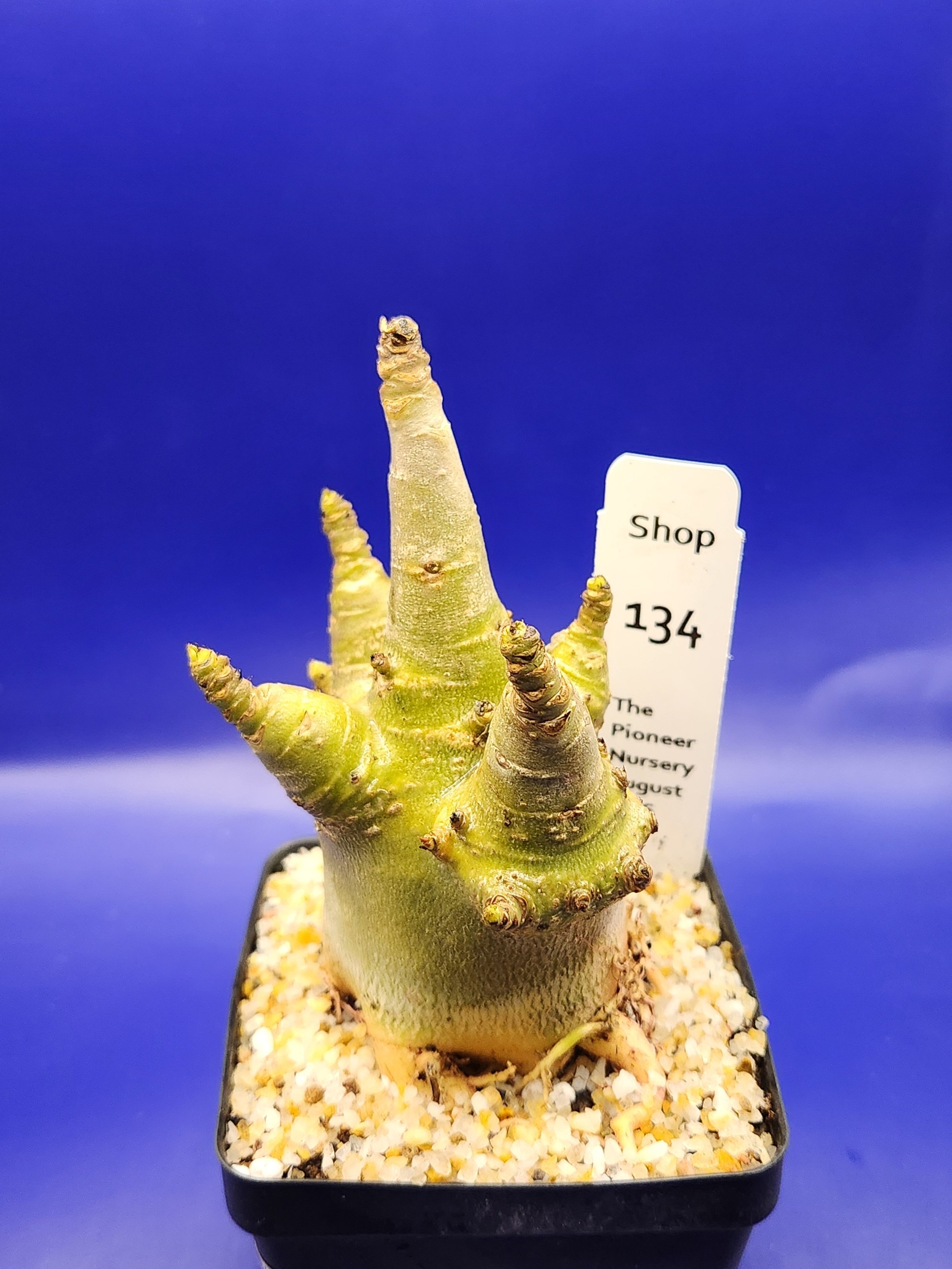 Adenium arabicum 'Thai Soco' Green Skin