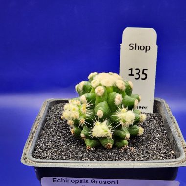 pn-2026-000158-01-msTUO8UAd6-normalized-4 Echinopsis grusonii Monstrose