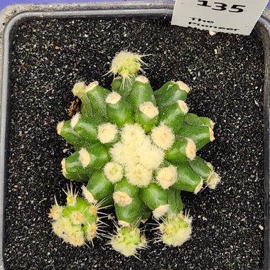 Echinopsis grusonii Monstrose