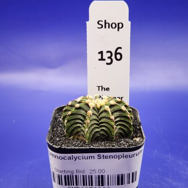 pn-2026-000159-01-s4ODpYjQnC-normalized Gymnocalycium stenopleurum 'Vos 1241'