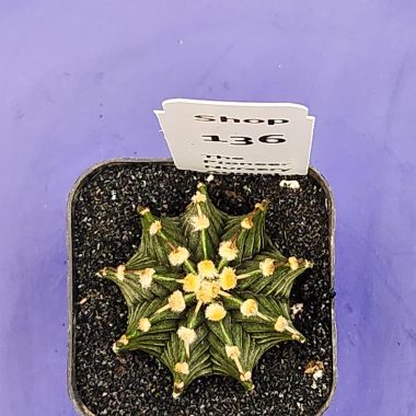 Gymnocalycium stenopleurum 'Vos 1241'