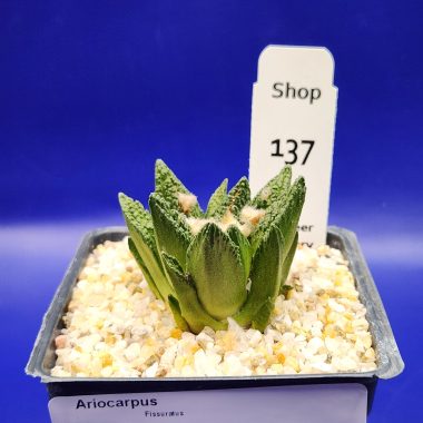Ariocarpus fissuratus