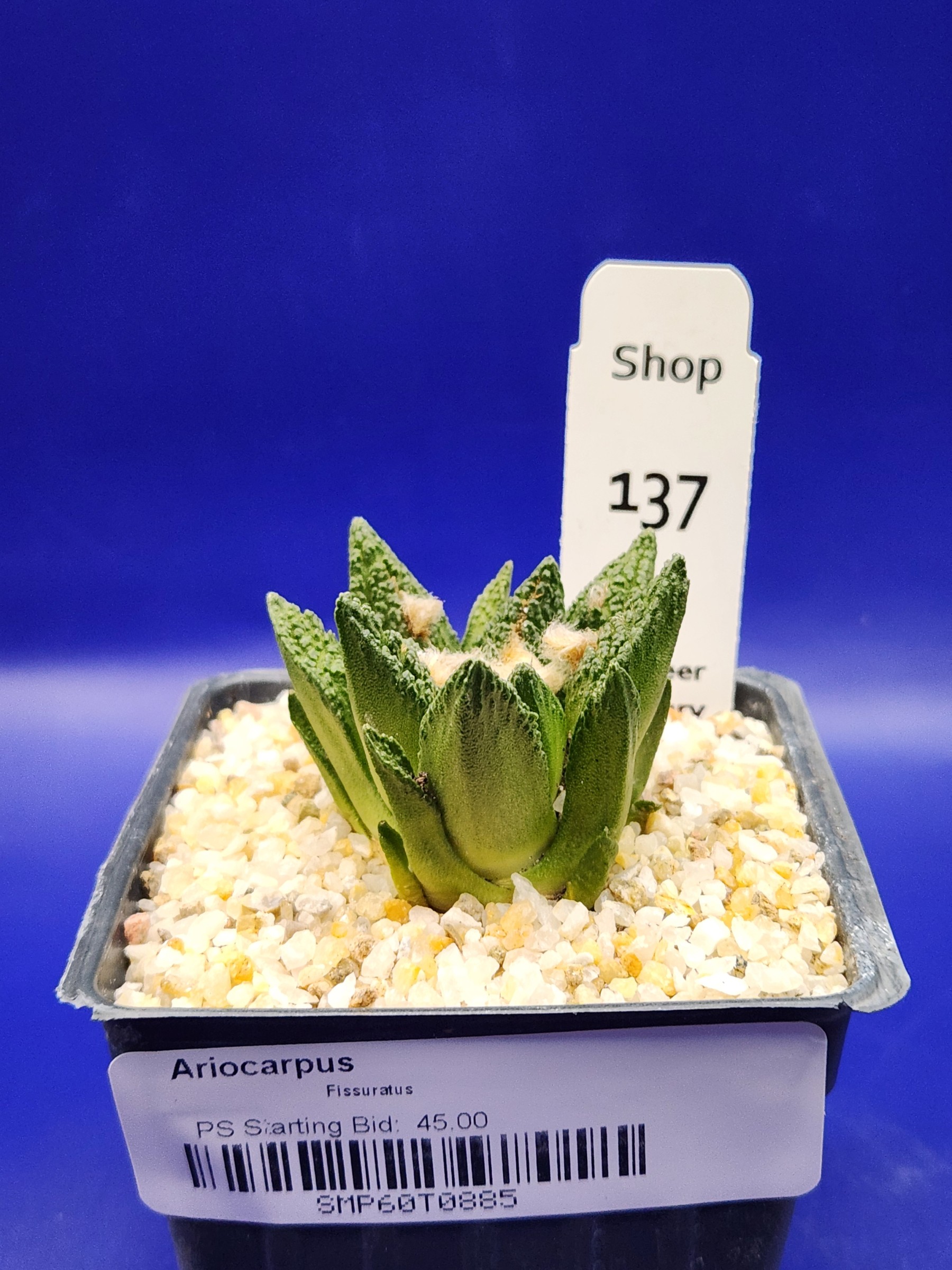 Ariocarpus fissuratus