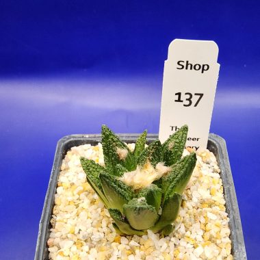 pn-2026-000160-02-Tiaov4PMtf-normalized Ariocarpus fissuratus