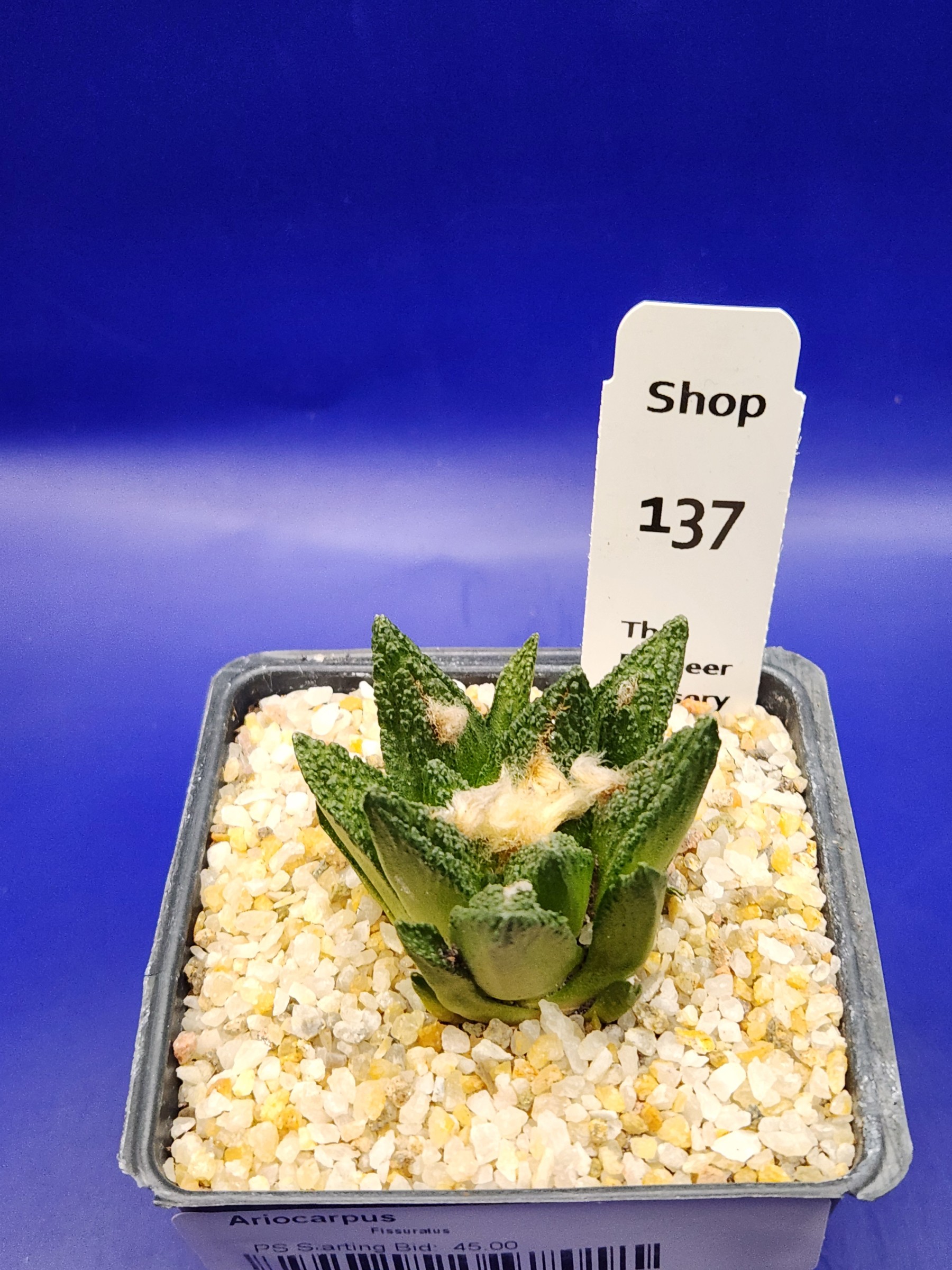 Ariocarpus fissuratus