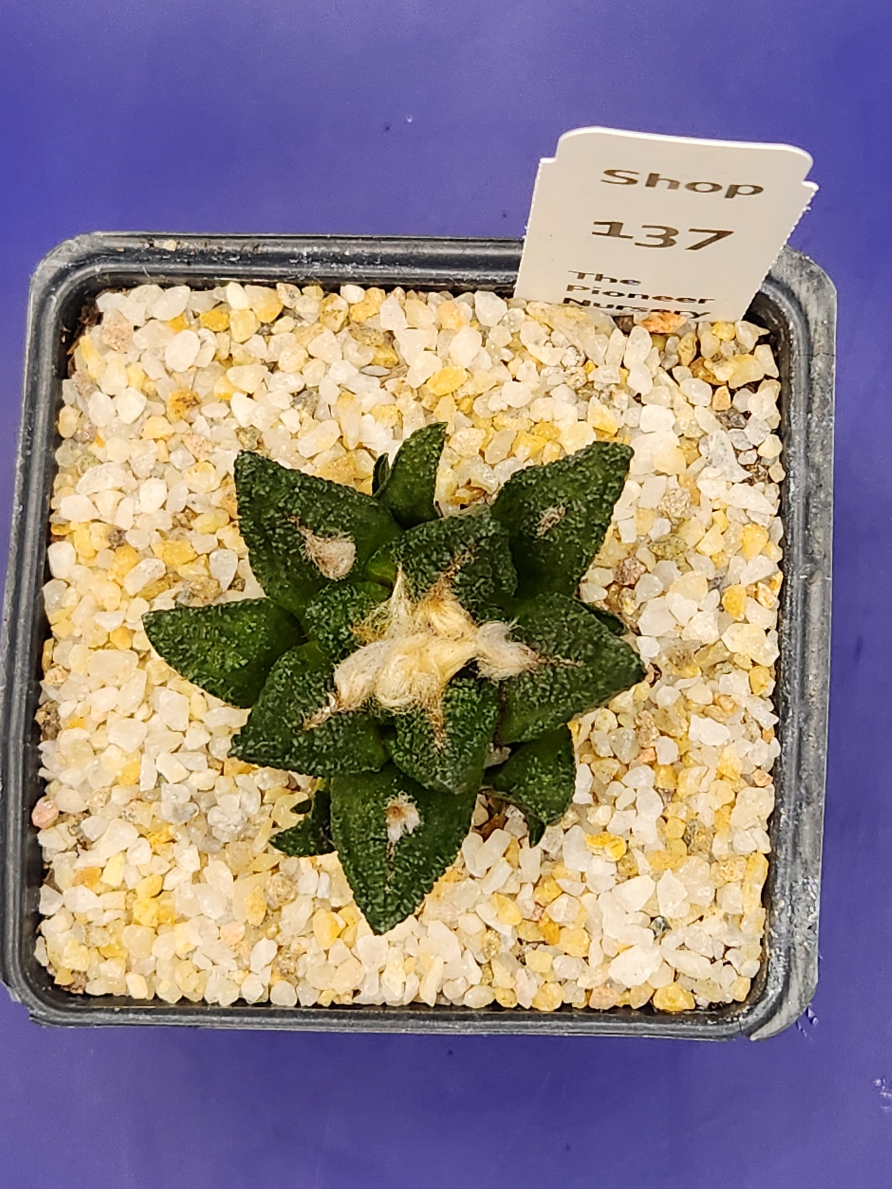 Ariocarpus fissuratus