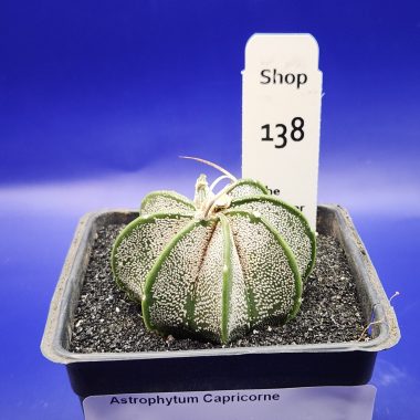 Astrophytum capricorne