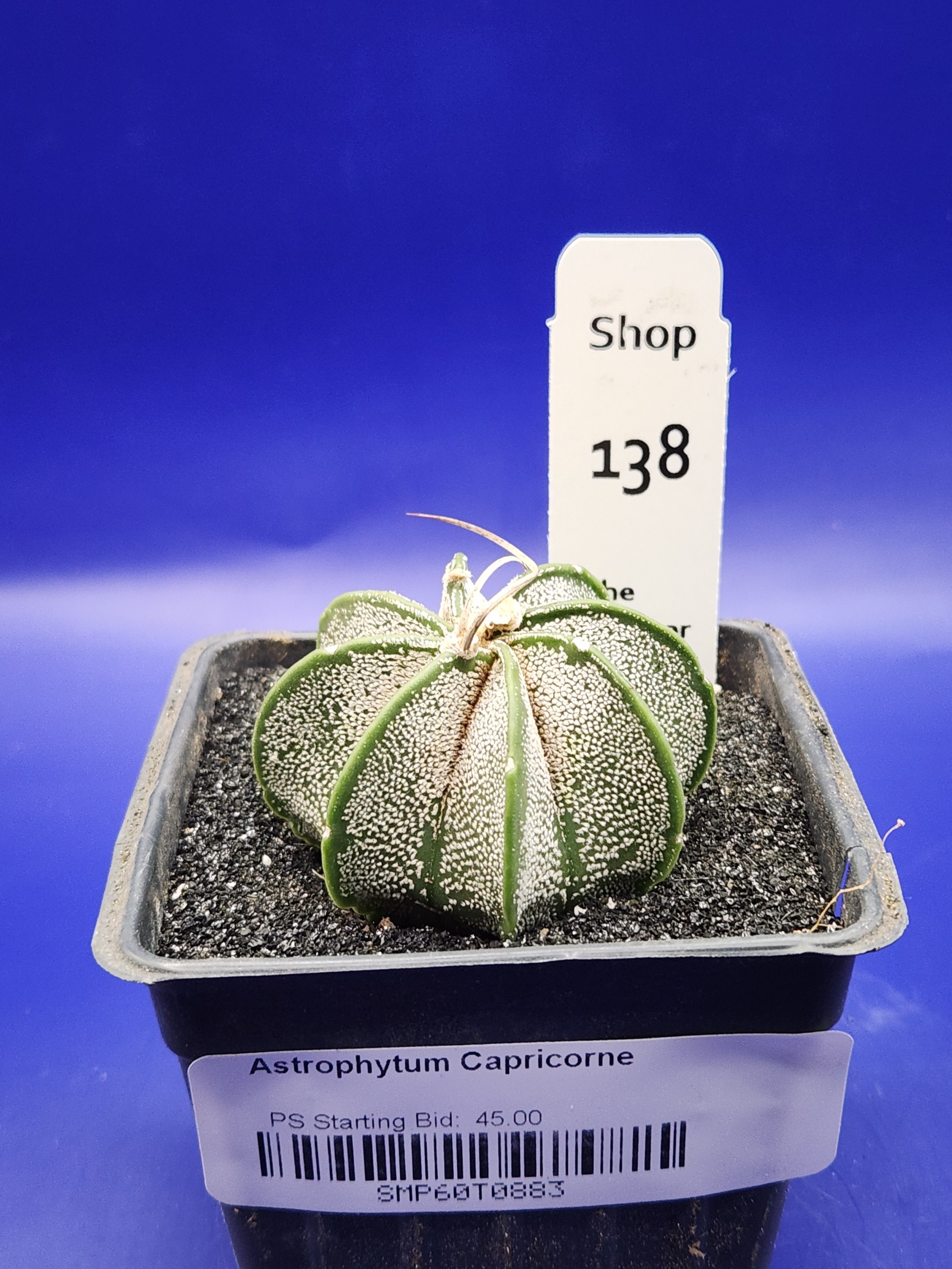 Astrophytum capricorne