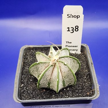 pn-2026-000161-02-gMMXQ3Wmju-normalized-2 Astrophytum capricorne
